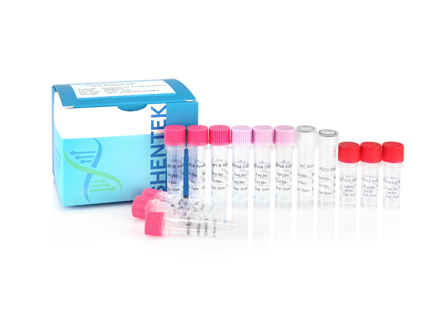 잔여 PG13 DNA 크기 분석 키트