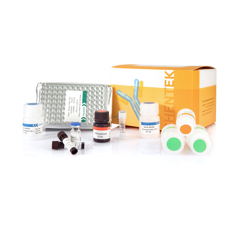 인간 IL-6 ELISA 키트